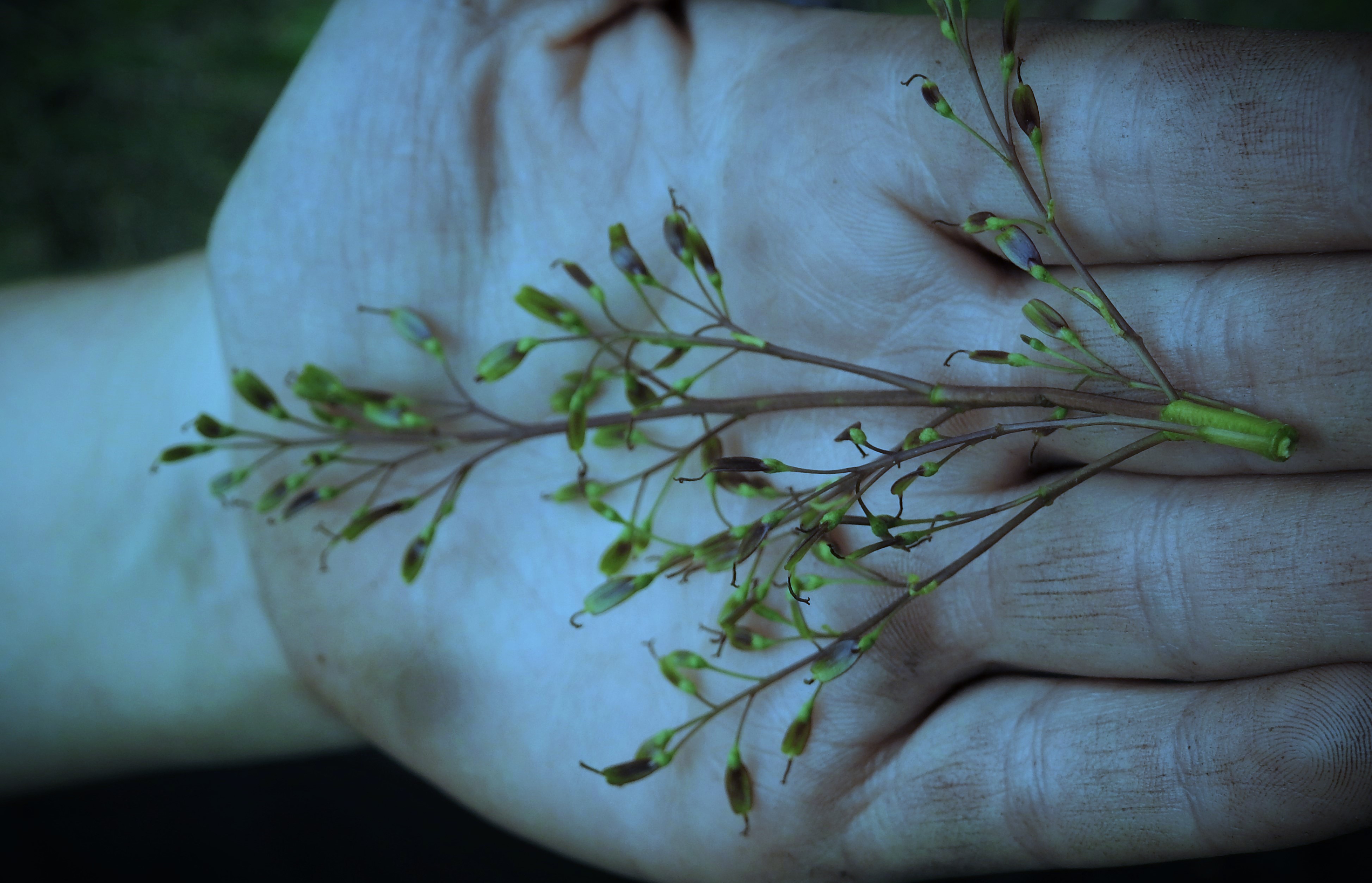 Forest Source Selections: Certified Seed Collector (woody plant seed collection training course) FGCAFSS01